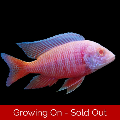 4 x Aulonocara Albino firefish 5-6cm 4 x Aulonocara Albino firefish 5-6cm